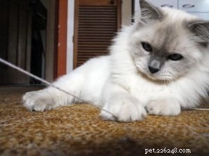 Meet Jaran: The Resilient Ragdoll Bringing Joy to New Zealand