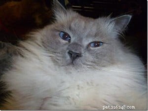Meet Toby: The Ragdoll Cat Captivating Our Hearts This Week