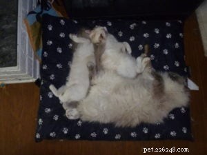 Meet Toby: The Ragdoll Cat Captivating Our Hearts This Week
