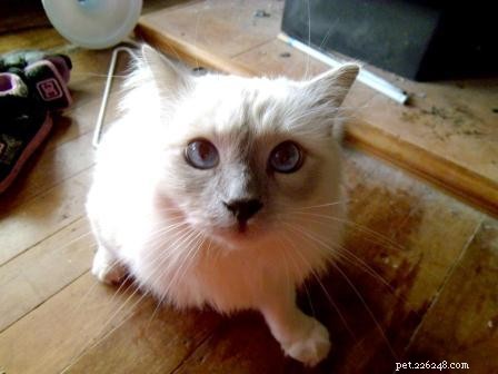Meet Jaran: The Resilient Ragdoll Bringing Joy to New Zealand