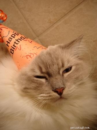 Celebrating Chiggy’s 3rd Birthday: A Joyful Tribute