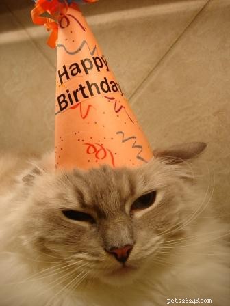 Celebrating Chiggy’s 3rd Birthday: A Joyful Tribute