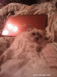 Meet Jaran: The Resilient Ragdoll Bringing Joy to New Zealand