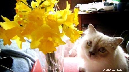 Meet Jaran: The Resilient Ragdoll Bringing Joy to New Zealand