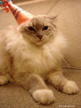 Celebrating Chiggy’s 3rd Birthday: A Joyful Tribute