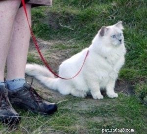 Meet Jaran: The Resilient Ragdoll Bringing Joy to New Zealand