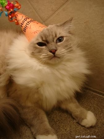 Celebrating Chiggy’s 3rd Birthday: A Joyful Tribute