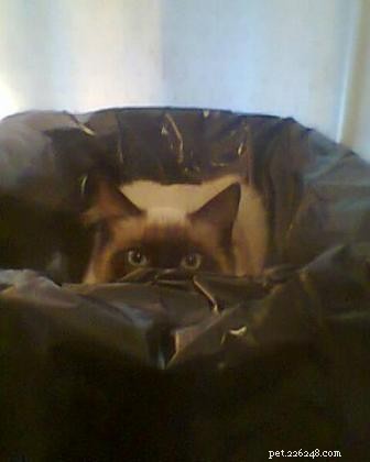 Meet Teddy: Ragdoll Cat of the Month