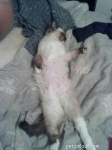 Meet Teddy: Ragdoll Cat of the Month
