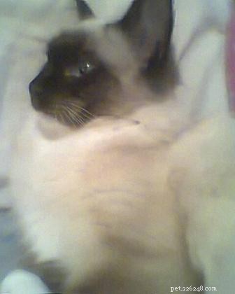 Meet Teddy: Ragdoll Cat of the Month