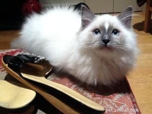 Ziggy: Meet the Enchanting Ragdoll Cat of the Week