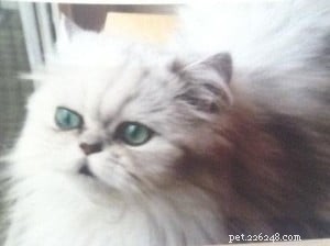 Ziggy: Meet the Enchanting Ragdoll Cat of the Week