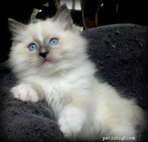 Meet Teddy: Ragdoll Cat of the Month