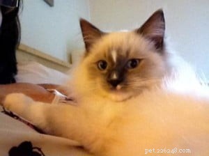 Ziggy: Meet the Enchanting Ragdoll Cat of the Week