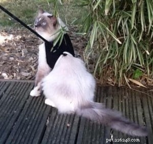 Ziggy: Meet the Enchanting Ragdoll Cat of the Week