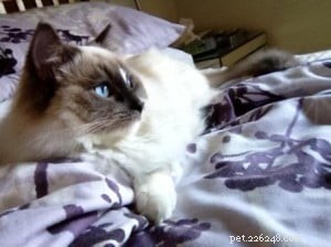 Ziggy: Meet the Enchanting Ragdoll Cat of the Week