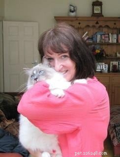 Ziggy: Meet the Enchanting Ragdoll Cat of the Week