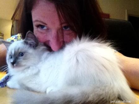 Ziggy: Meet the Enchanting Ragdoll Cat of the Week