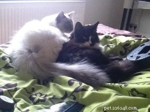 Ziggy: Meet the Enchanting Ragdoll Cat of the Week
