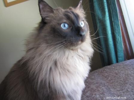 Cooper – The Adorable Ragdoll Cat Who Captivated Our Hearts