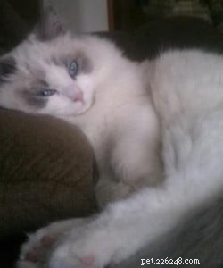 Alex the Ragdoll: Monthly Spotlight on a Beloved Kitten