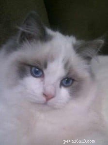 Alex the Ragdoll: Monthly Spotlight on a Beloved Kitten