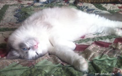 Alex the Ragdoll: Monthly Spotlight on a Beloved Kitten