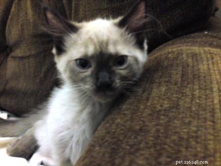Cooper – The Adorable Ragdoll Cat Who Captivated Our Hearts