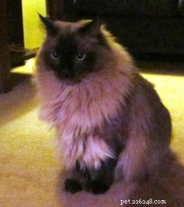 Cooper – The Adorable Ragdoll Cat Who Captivated Our Hearts
