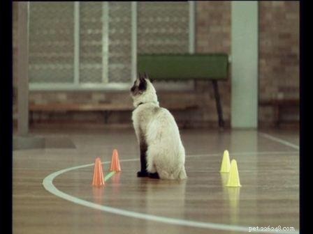 Bayley: Spotlight on an Exceptional Ragdoll Cat