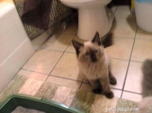 Cooper – The Adorable Ragdoll Cat Who Captivated Our Hearts