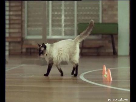 Bayley: Spotlight on an Exceptional Ragdoll Cat
