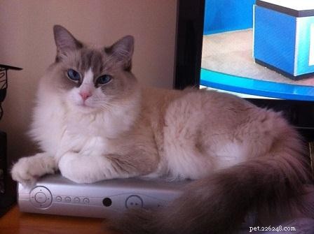 Bayley: Spotlight on an Exceptional Ragdoll Cat