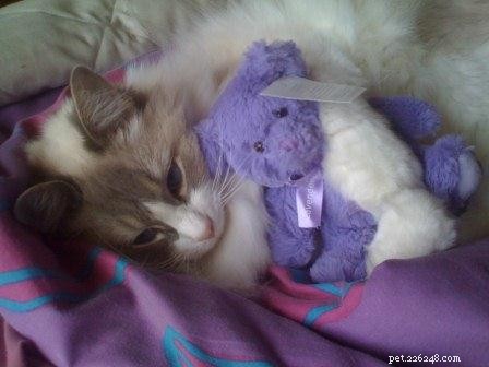Bayley: Spotlight on an Exceptional Ragdoll Cat
