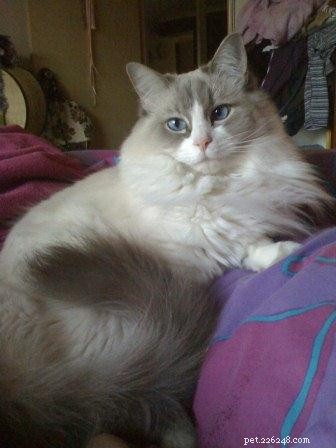 Bayley: Spotlight on an Exceptional Ragdoll Cat