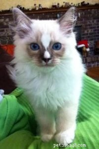 Meet Simba: Ragdoll Cat Spotlight of the Week