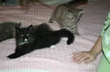 Curt Gehm: Insights from Liebling Cats and RagaMuffin Breed Founder