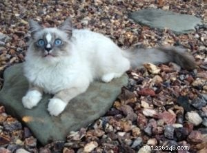 Meet Simba: Ragdoll Cat Spotlight of the Week