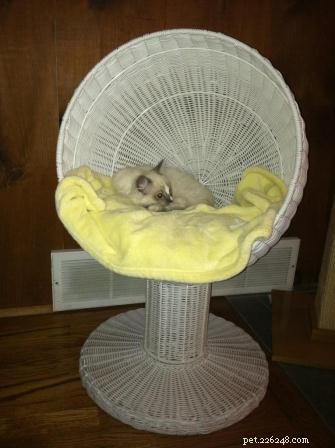 Meet Simba: Ragdoll Cat Spotlight of the Week
