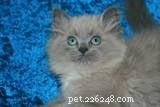 Curt Gehm: Insights from Liebling Cats and RagaMuffin Breed Founder