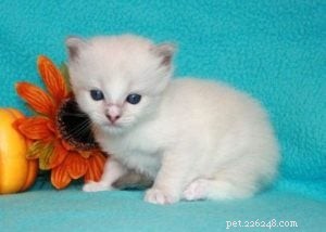 Meet Simba: Ragdoll Cat Spotlight of the Week
