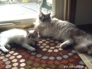 Meet Simba: Ragdoll Cat Spotlight of the Week