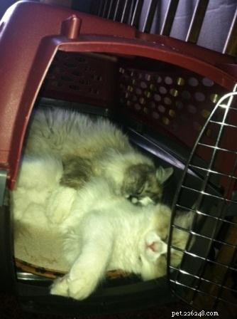 Meet Simba: Ragdoll Cat Spotlight of the Week