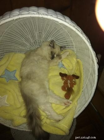 Meet Simba: Ragdoll Cat Spotlight of the Week