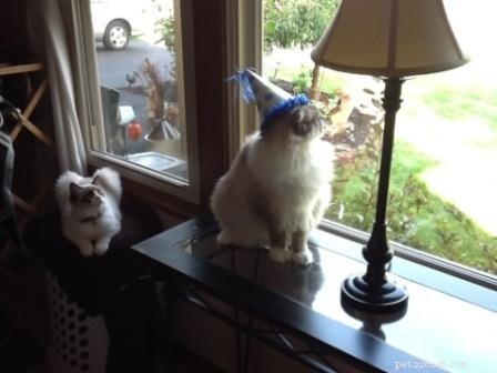Meet Simba: Ragdoll Cat Spotlight of the Week