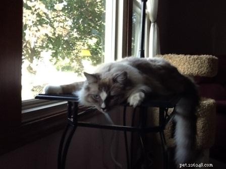 Meet Simba: Ragdoll Cat Spotlight of the Week