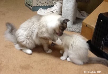 Meet Simba: Ragdoll Cat Spotlight of the Week