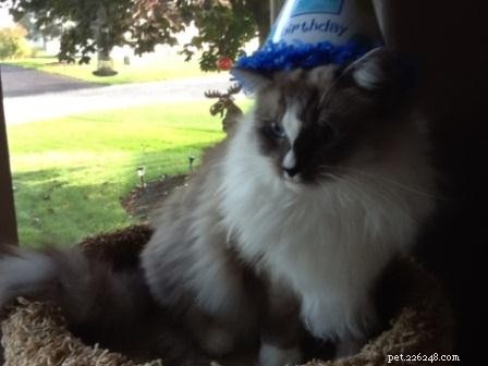 Meet Simba: Ragdoll Cat Spotlight of the Week
