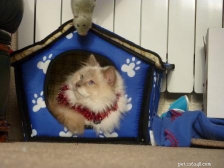 Gorgeous George: A Ragdoll Who Wins Hearts This Holiday Season
