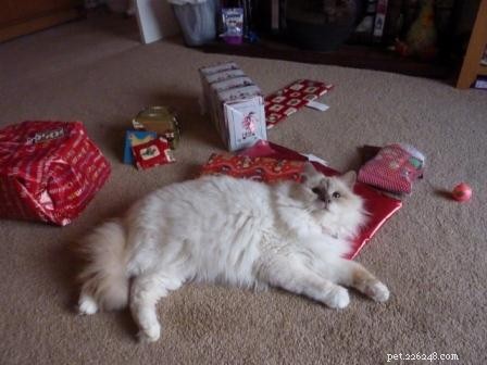 Gorgeous George: A Ragdoll Who Wins Hearts This Holiday Season